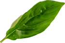 leaf 1 1